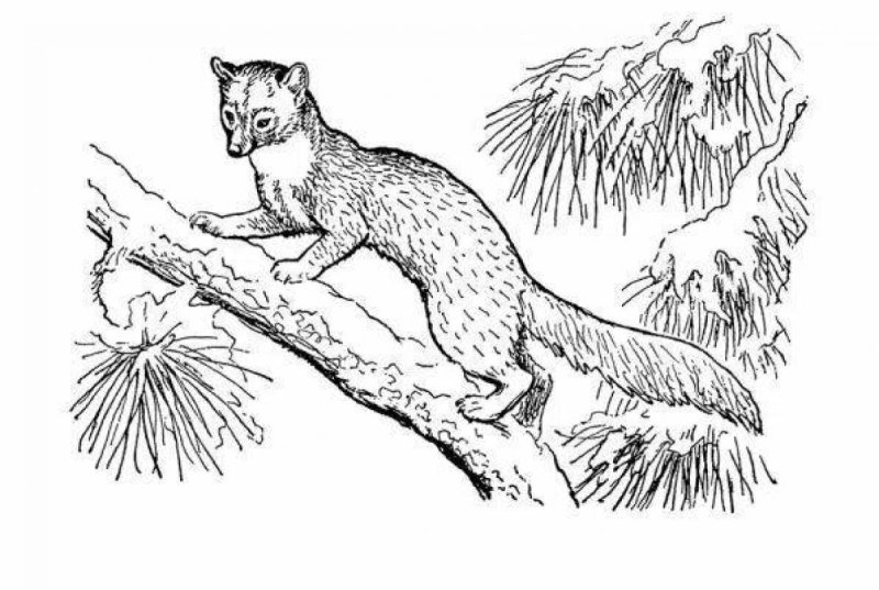 Соболь раскраска для детей