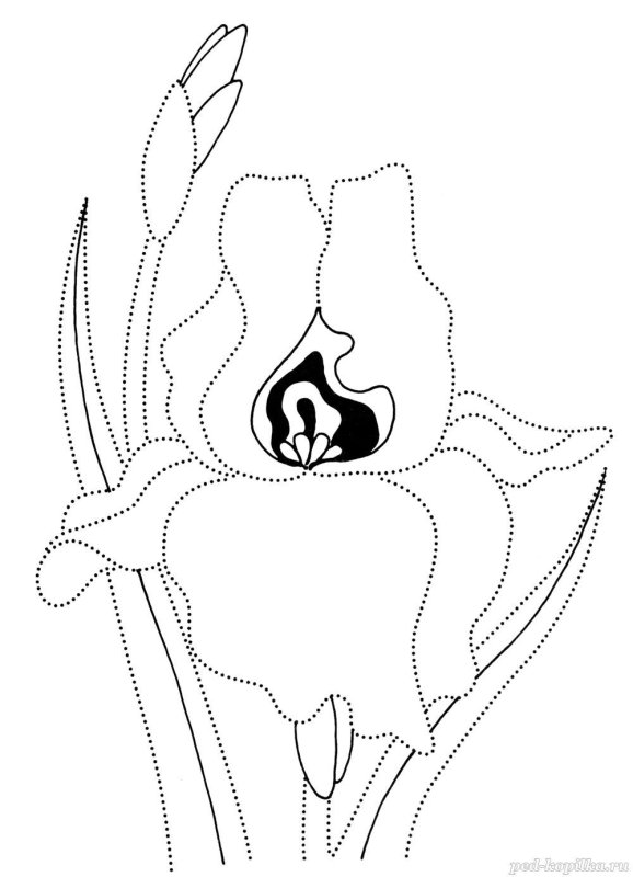 Ирис раскраска