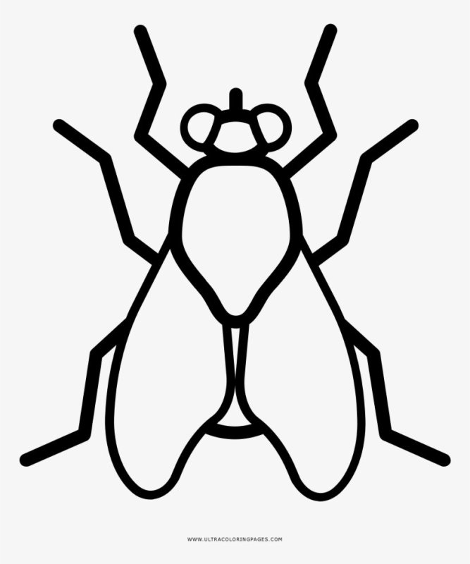 Муха раскраска для детей