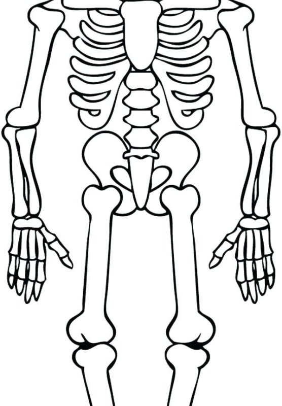 Кости для скелета Кощея