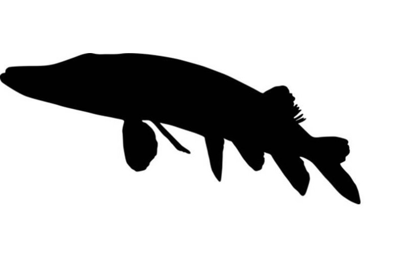 Силуэт рыбы