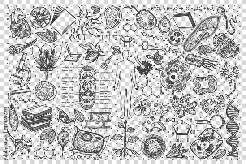 Маленькие рисуночки на биологию