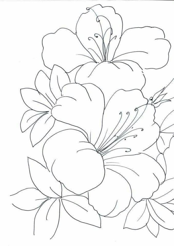 Эскизы цветов для рисования