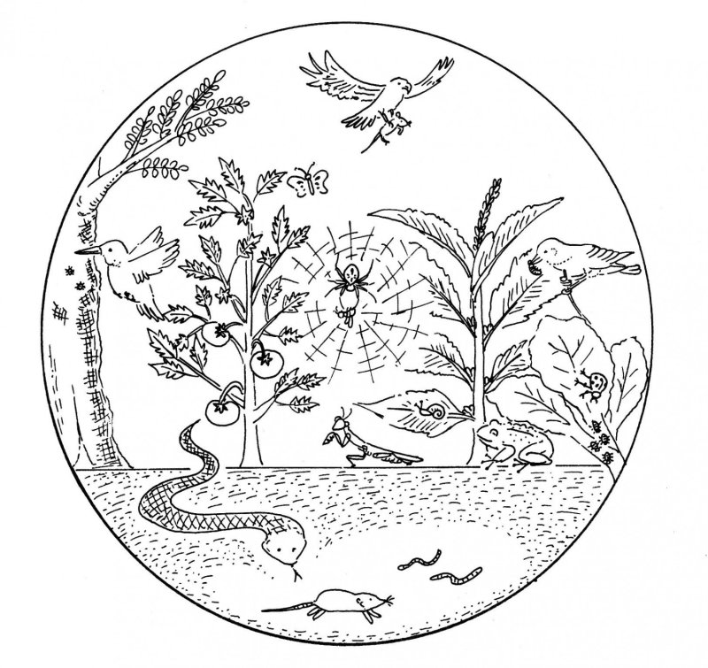 Экологически ерасскраски