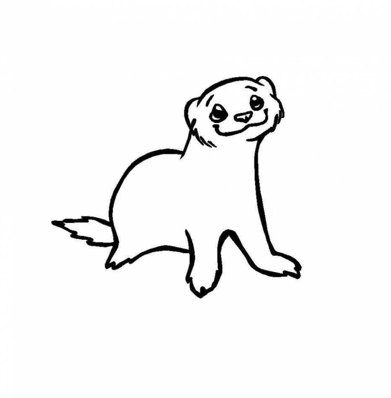 Раскраски хорьков