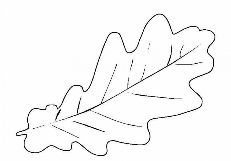 Лист дуба