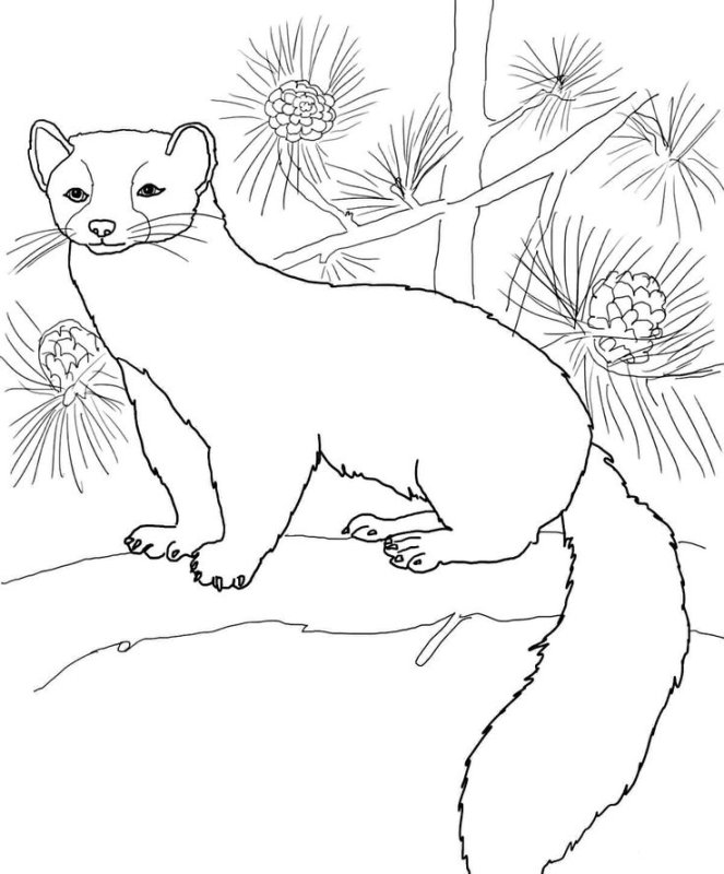 Лесная куница раскраска