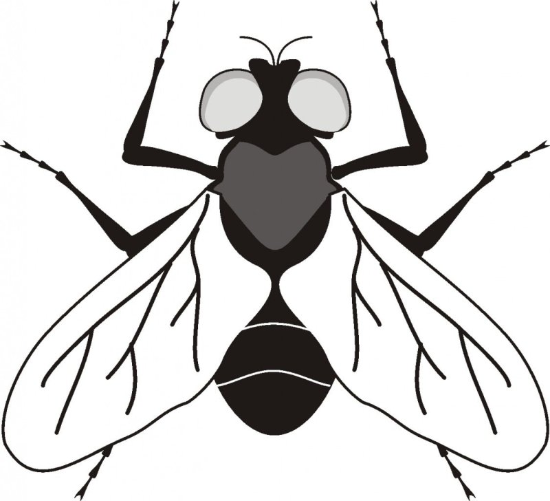 Муха контур