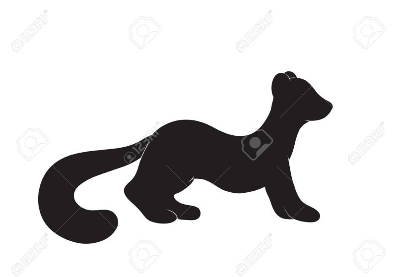 Куница вектор