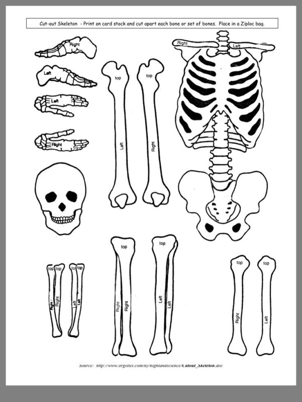 Скелет раскраска для детей