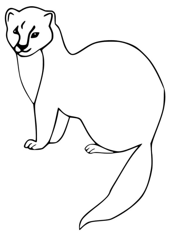 Куница карандашом