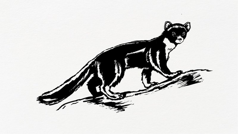 Куница живопись