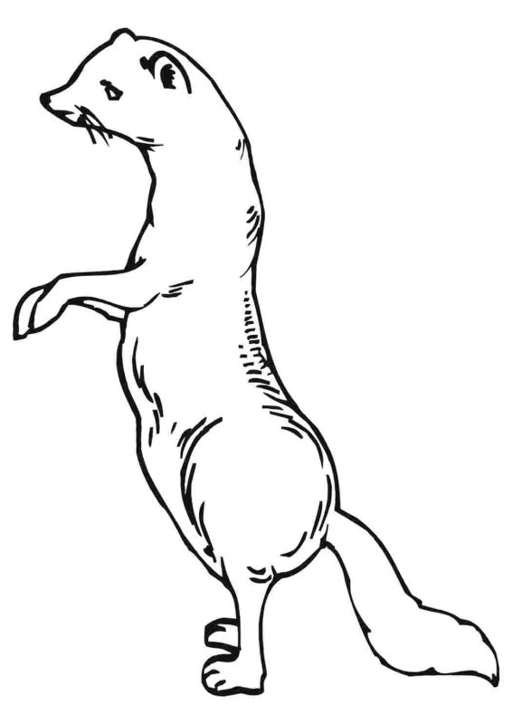 Соболь раскраска