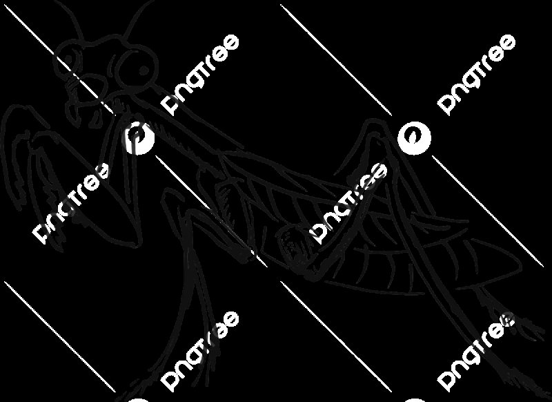 Раскраска насекомые богомол