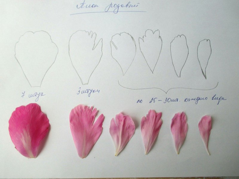 Формы лепестков цветов