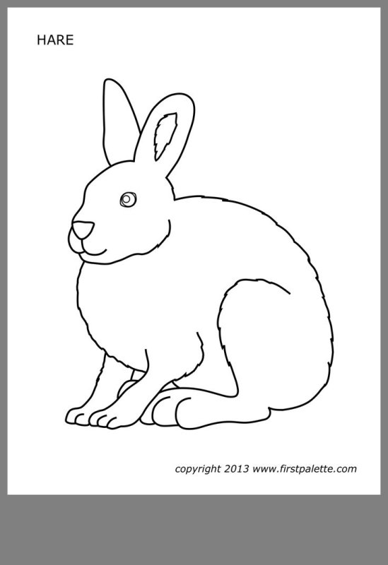 Заяц Беляк раскраска для детей