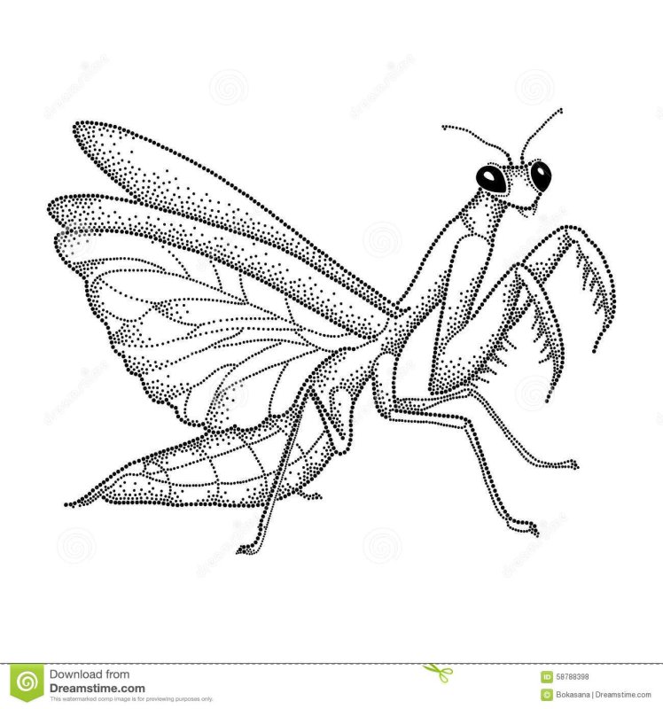 Богомол раскраска