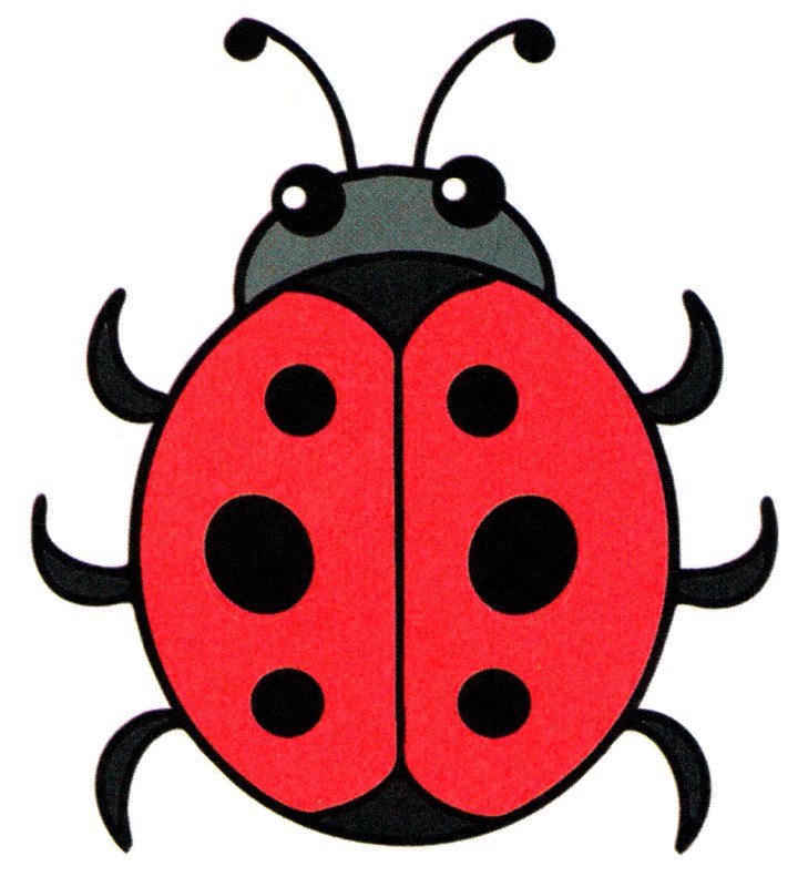 Божьи коровки