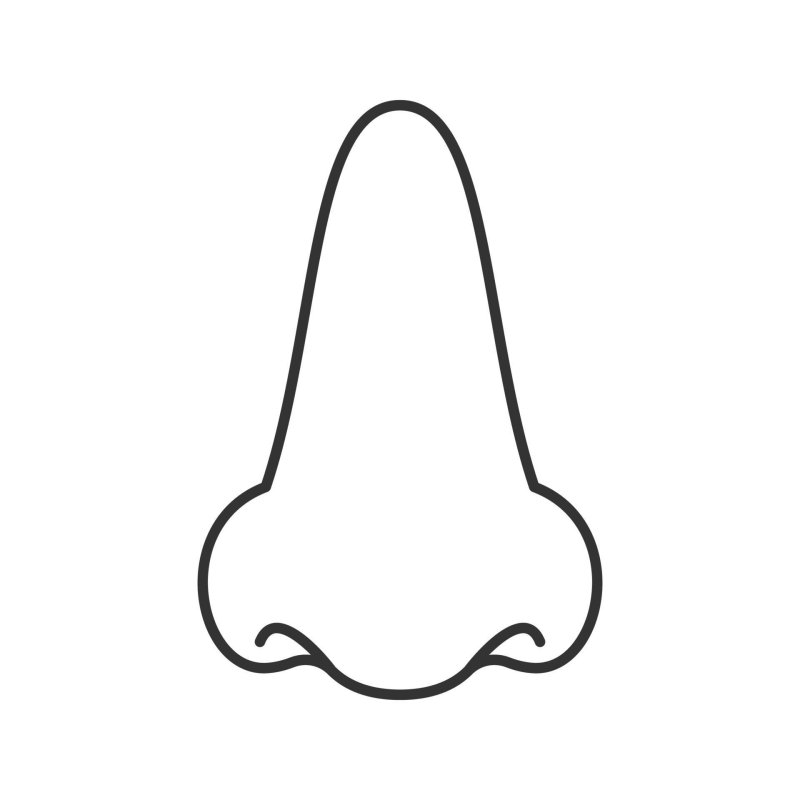 Очертания носа