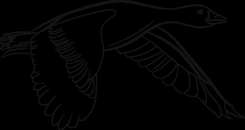 Раскраска "перелетные птицы"