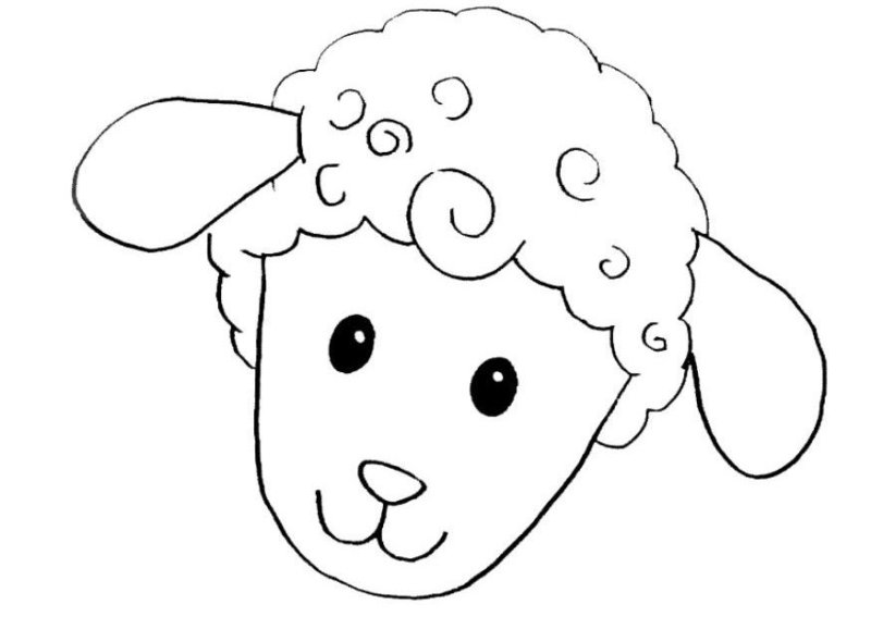 Мордочка овечки