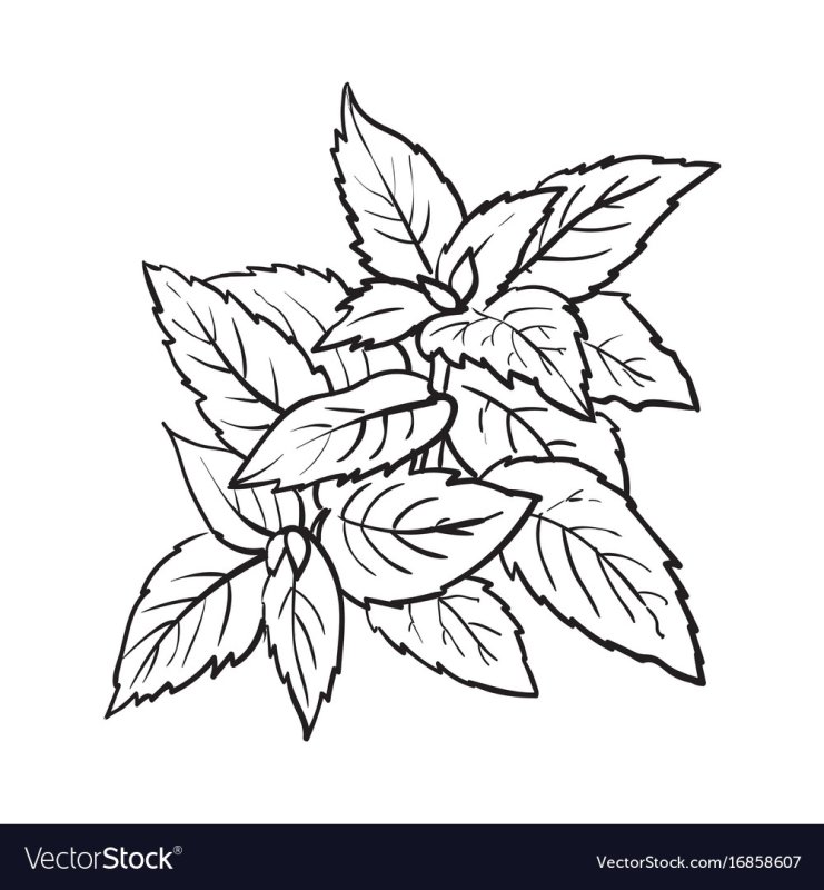 Мята раскраска для детей