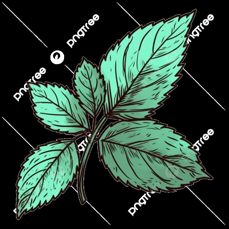 Лист мяты рисунок