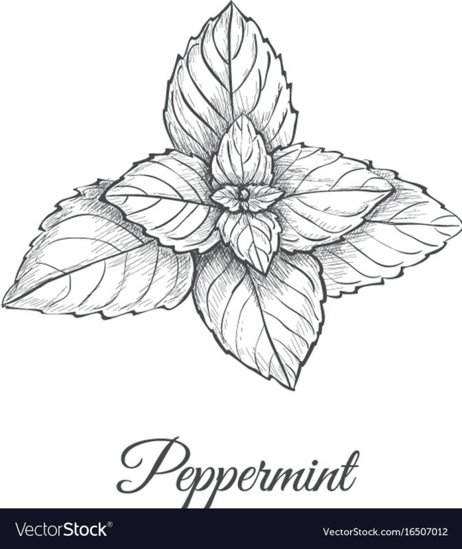 Мята карандашом