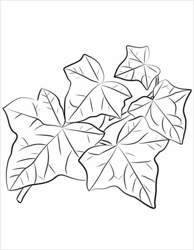 Листья рисунок