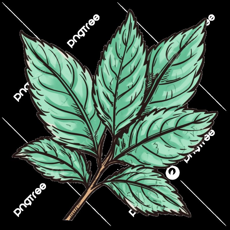 Листочек мяты PNG
