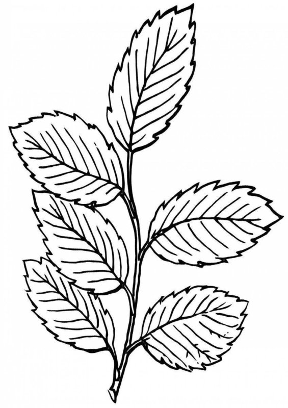 Листочки раскраска