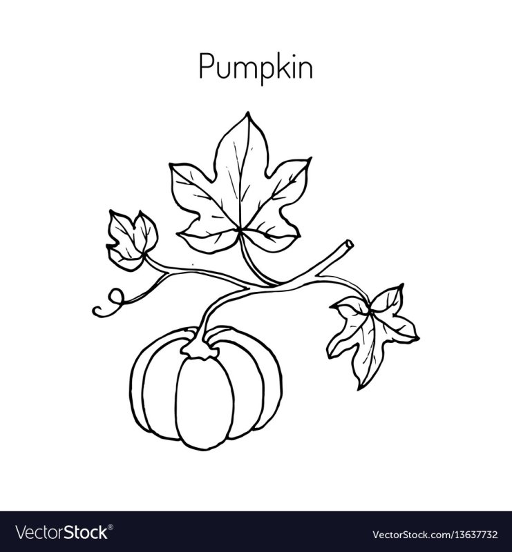Лист тыквы рисунок