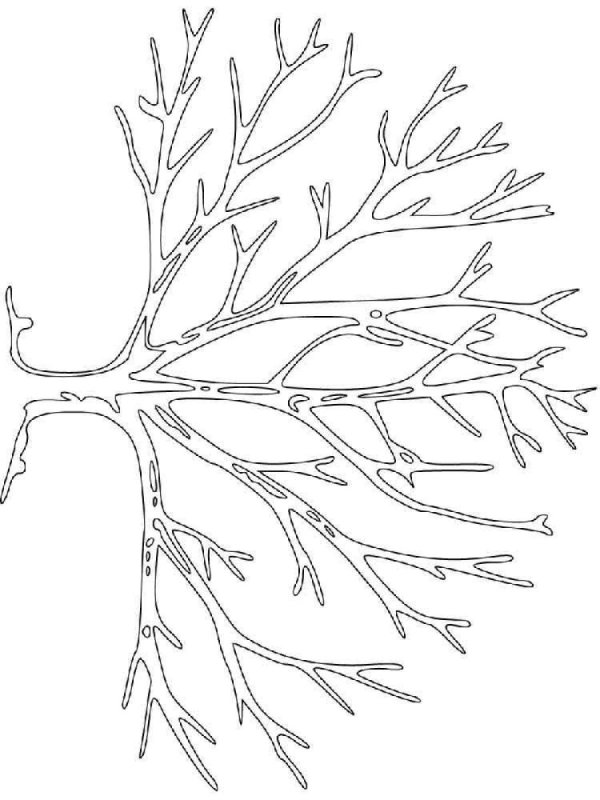 Раскраска дерево без листьев