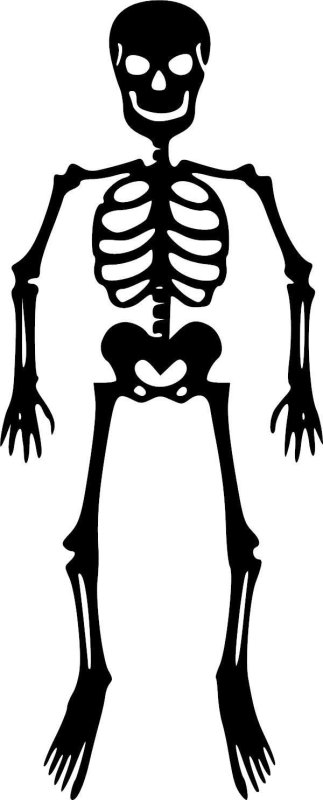 Скелет силуэт