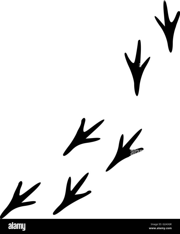 Следы курицы