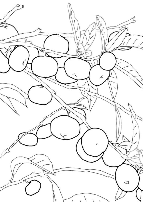 Мандариновое дерево раскраска для детей