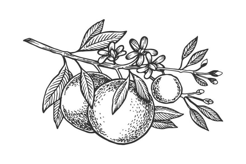 Ветка мандарина вектор