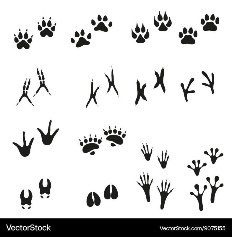 Отпечатки лап птиц