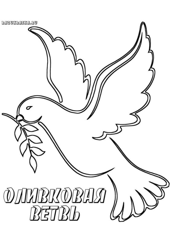 Голубь раскраска для детей
