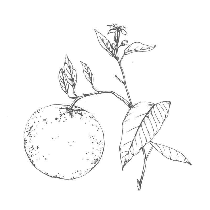 Мандарин раскраска для детей