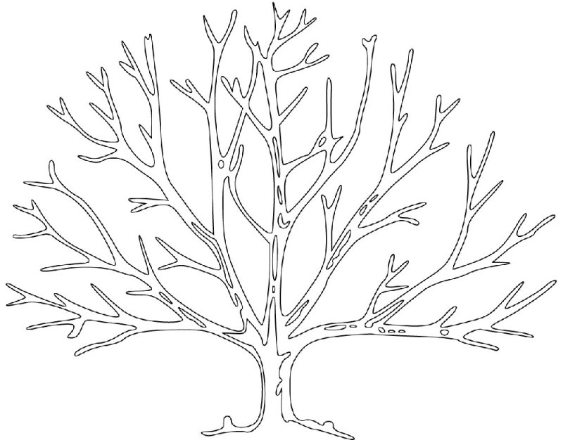 Раскраска дерево без листьев