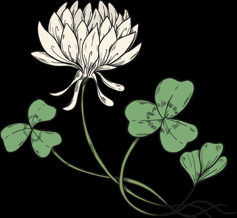 Соцветие клевера