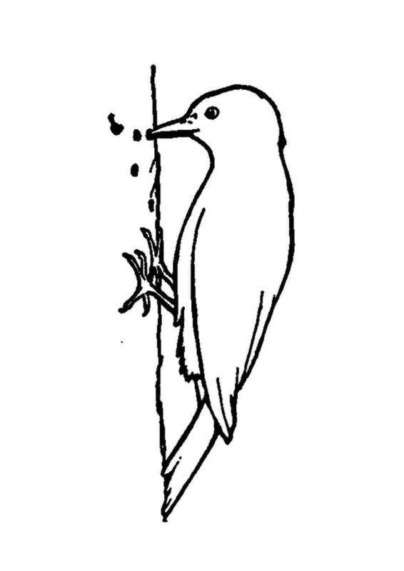 Контуры птиц дятел для детей