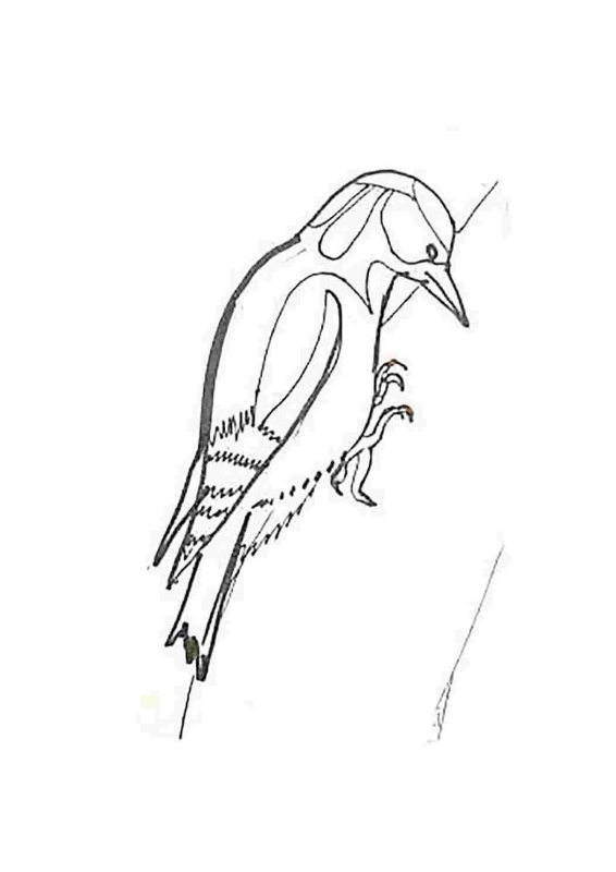 Дятел контур птицы