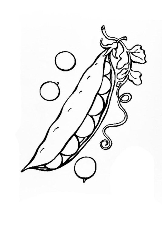 Стручок гороха раскраска