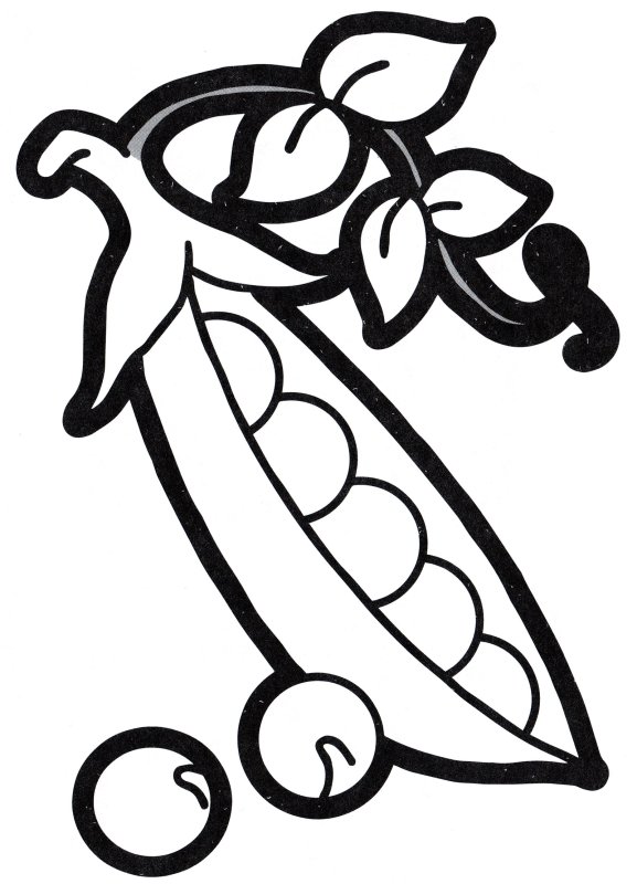 Стручок гороха рисунок