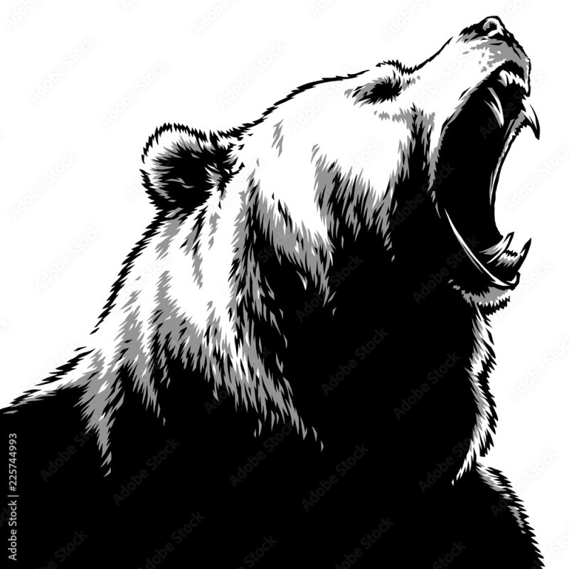 Медведь оскал профиль