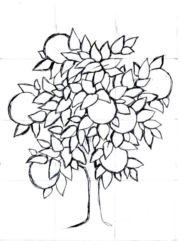 Яблоня рисунок