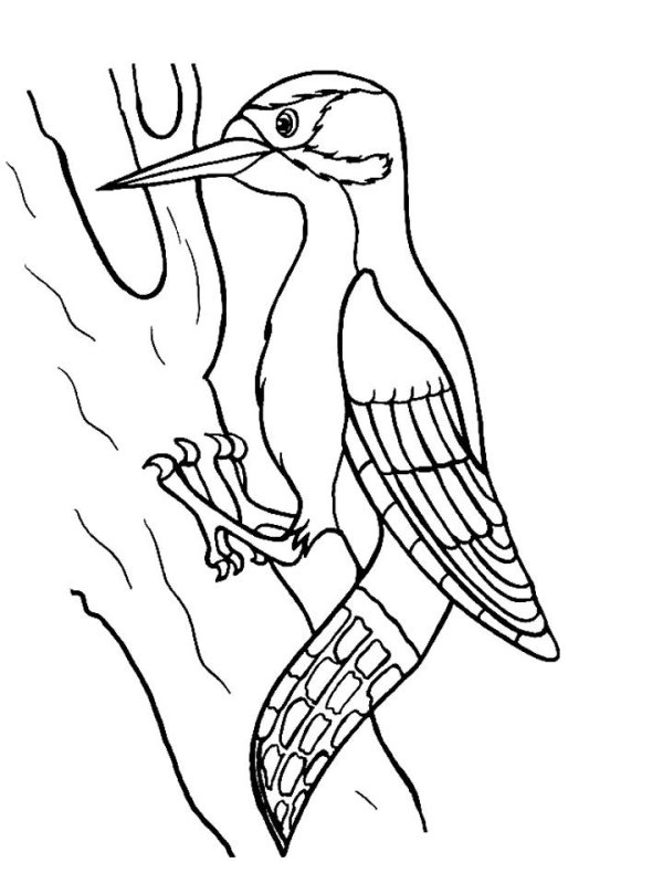 Дятел рисунок для детей раскраска