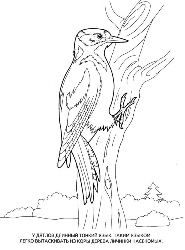 Дятел раскраска для детей